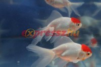 /album/koitanya/a6d-orig-jpg/