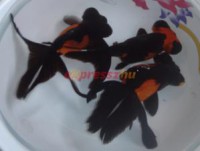 /album/koitanya/a13-main-jpg/