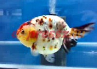 /album/koitanya/a19-main-jpg/