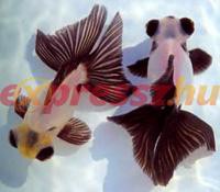 /album/koitanya/a58-orig-jpg/