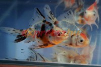 /album/koitanya/a82-orig-jpg/