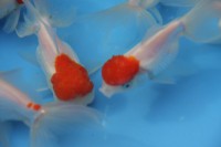 /album/koitanya/img-0094-jpg/