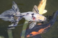 /album/koitanya/mg-0704-jpg/