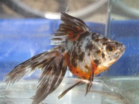 /album/koitanya/a4547-jpg/