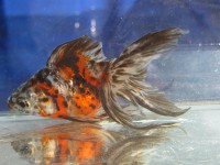 /album/koitanya/a4549-jpg/