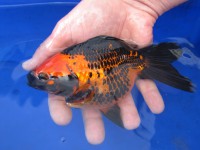 /album/koitanya/a4588-jpg/