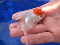 /album/koitanya/a4602-jpg/