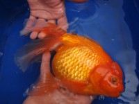 /album/koitanya/a4622-jpg/