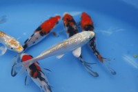 /album/koitanya/mg-2050-jpg/