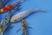 /album/koitanya/mg-2134-jpg/