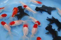 /album/koitanya/mg-2154-jpg/