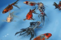 /album/koitanya/mg-2173-jpg/