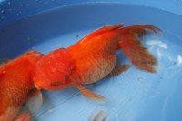 /album/koitanya/mg-2188-jpg/